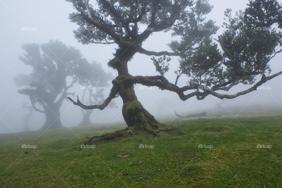 The moody and foggy forest with various trees covered in green moss and tiny leaves 