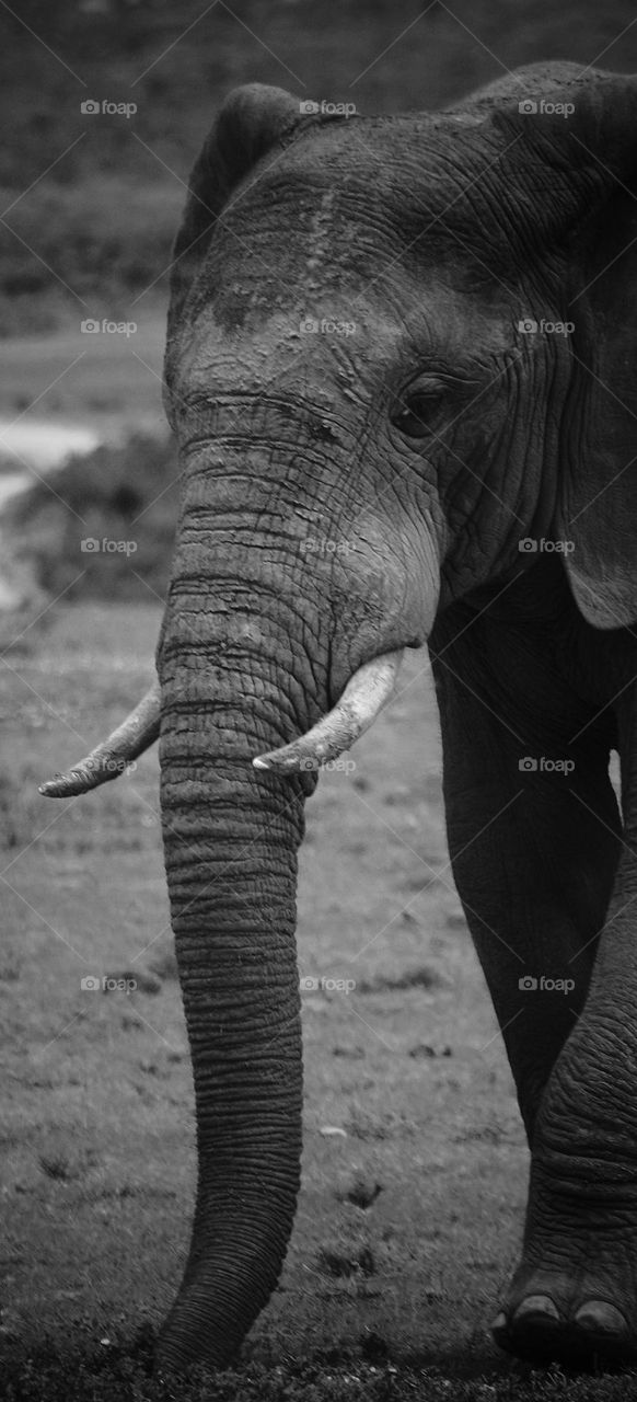 elephant in black and white. Addo South Africa.