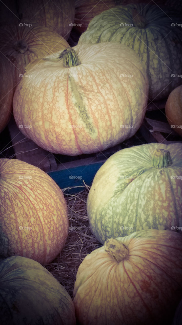 pretty pumpkins