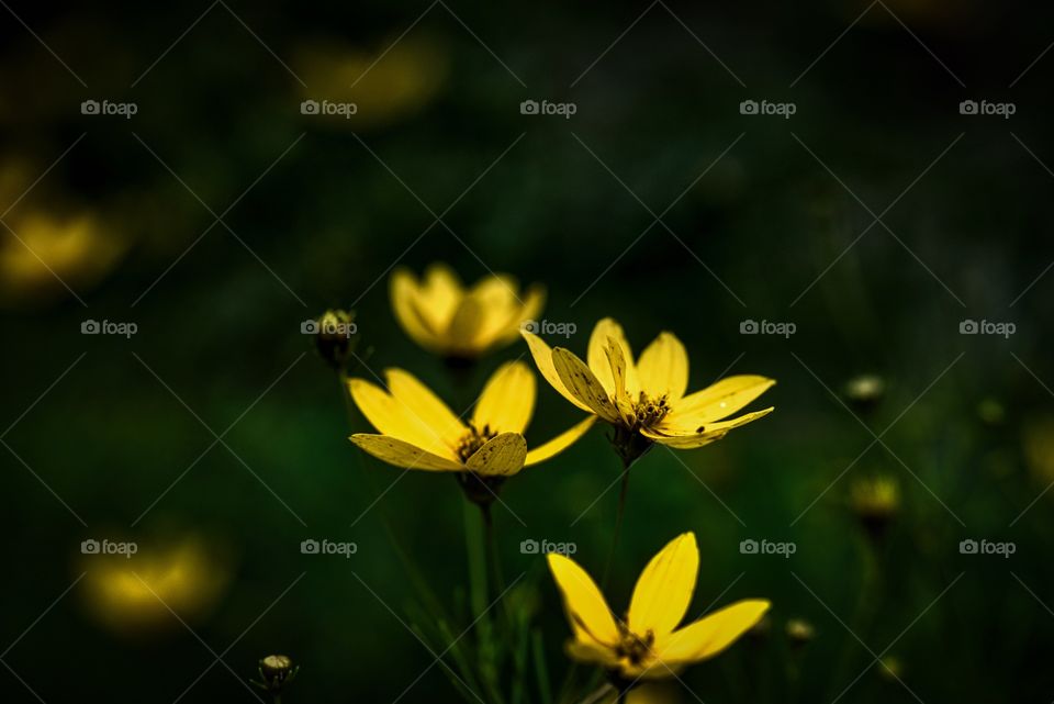 Flower photography 