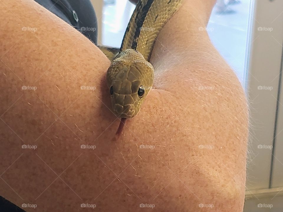 sticking out his tongue