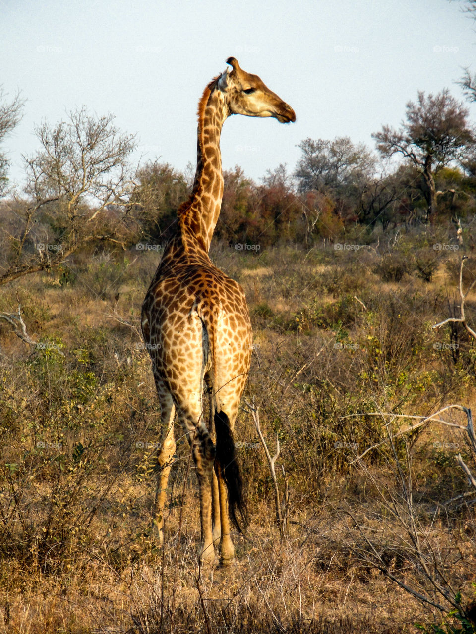 Golden glow on the giraffe 