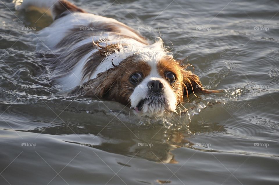 Swimming Pup