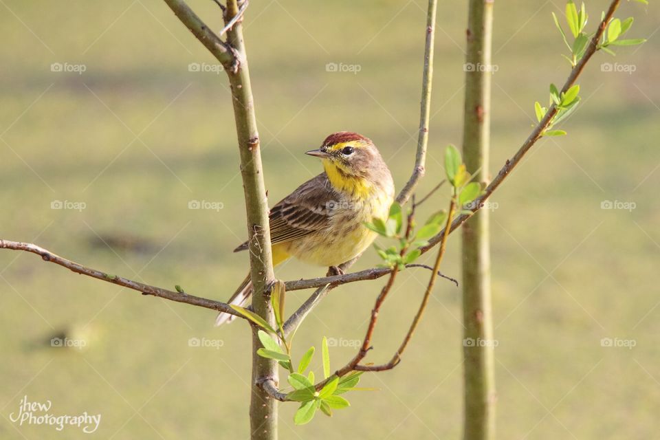 Palm Warbler