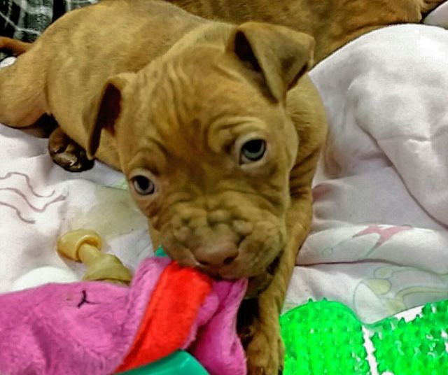 playful pup