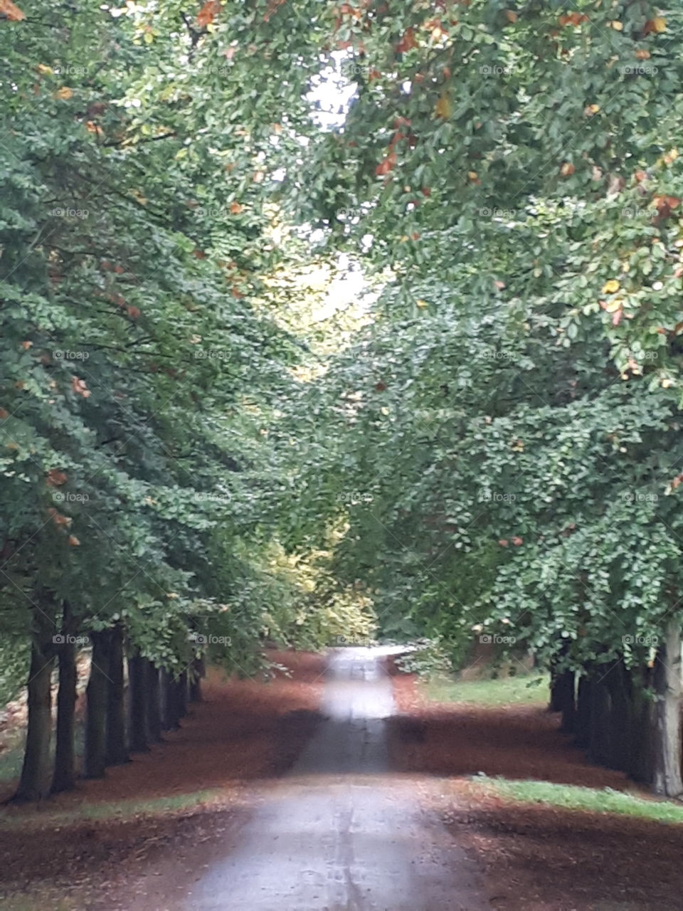 Tree, No Person, Road, Leaf, Park