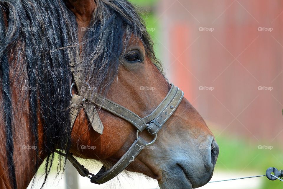 One, Portrait, Cavalry, Mammal, People