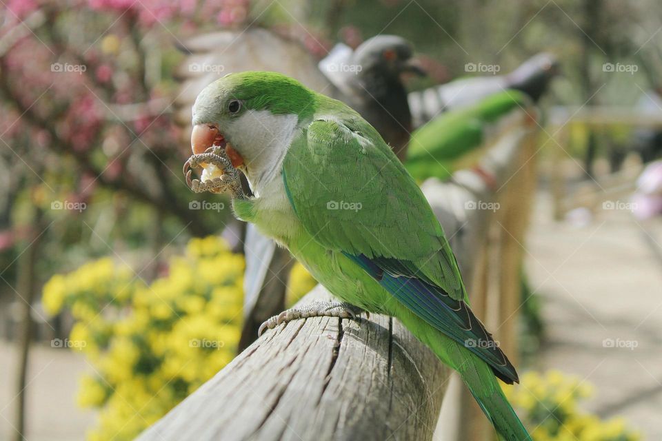 parrots in Malaga