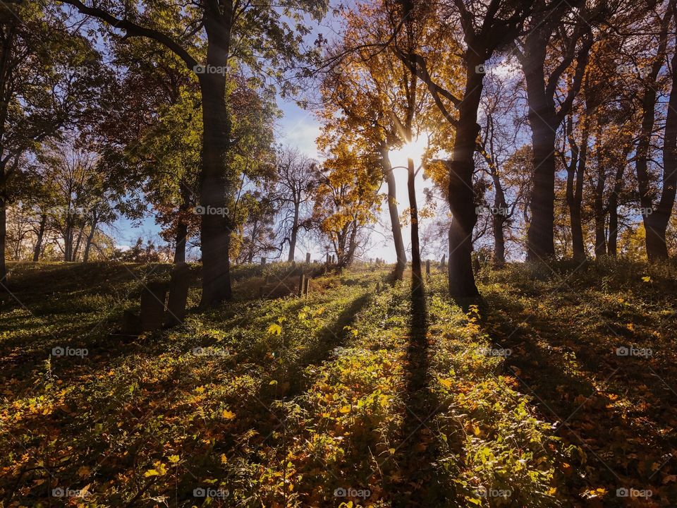 Rays of the sun