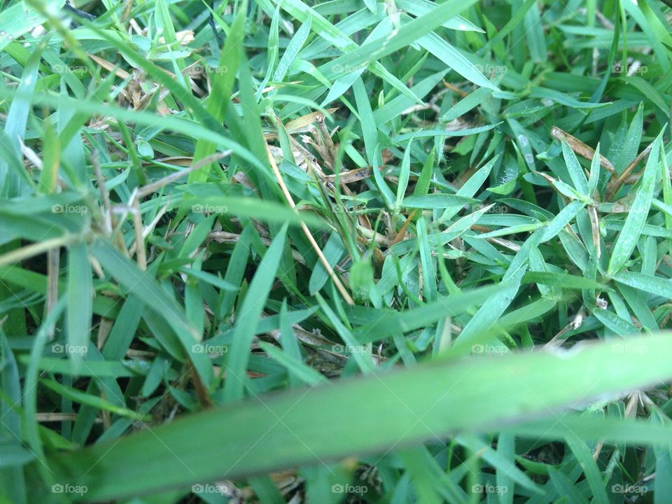 Cross green leaf on grass field.