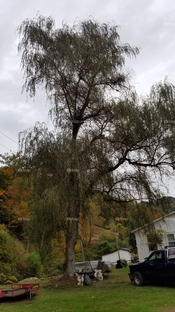 Trees around my community
