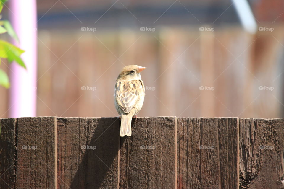 Sparrow on fence, English Wildlife