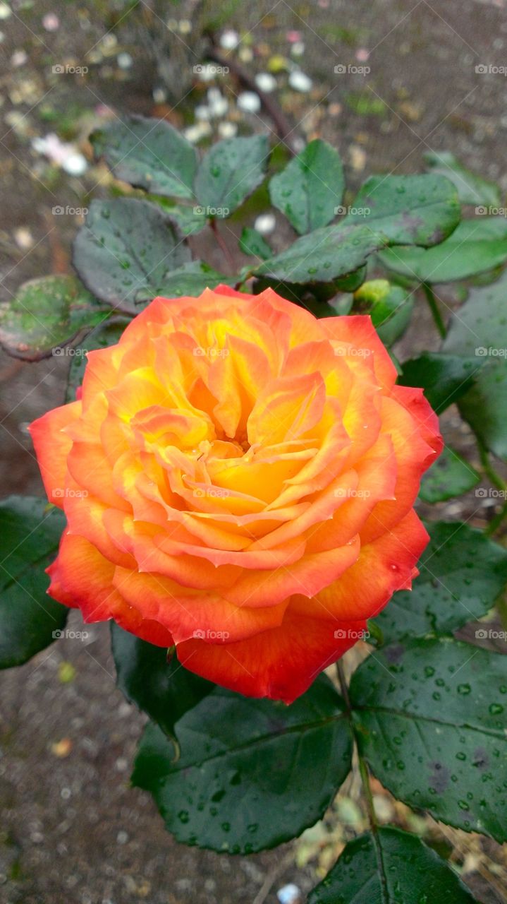 Rose in Flame