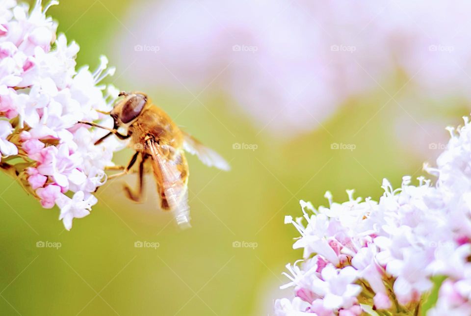 bee on pink flower close up pastel colored macro picture