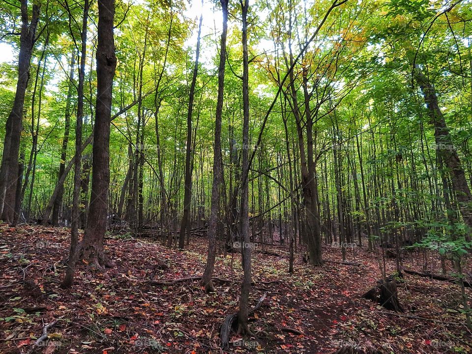 Hiking in Rougemont Québec 