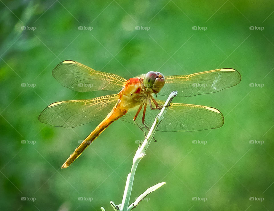 Beautiful Dragonfly
