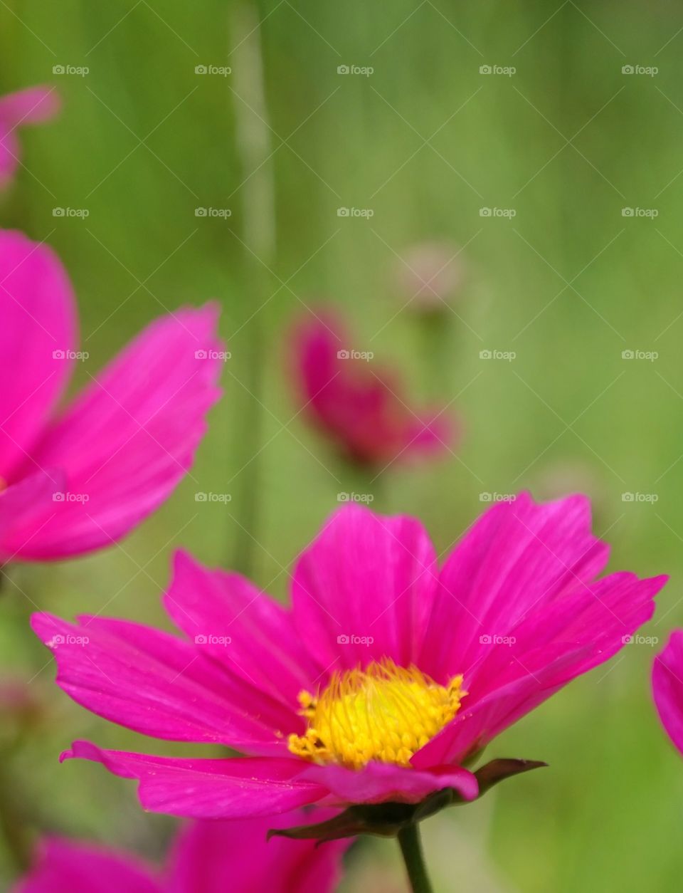 Pink Flower 