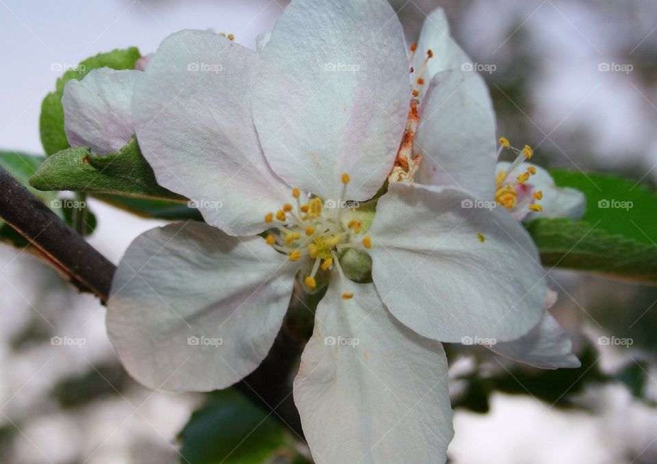 An Apple Tree