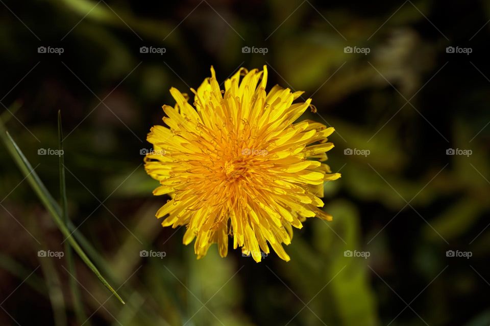 yellow flower