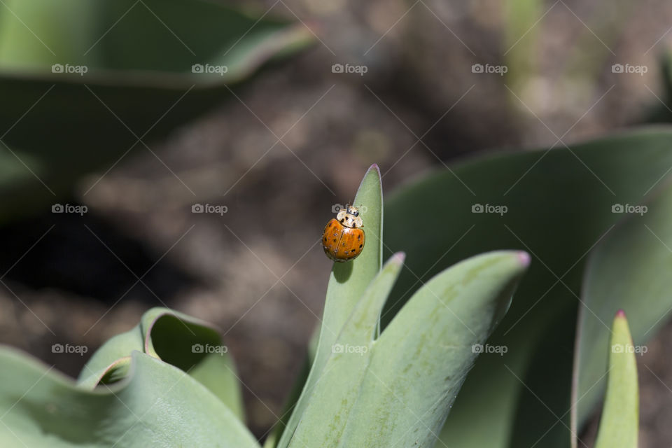 Lady bug