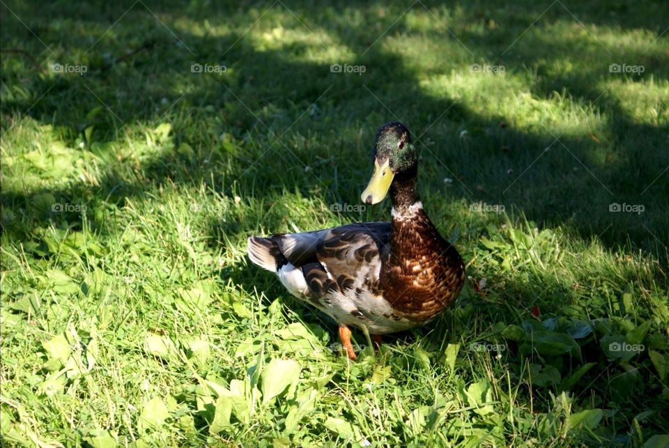 Duck 