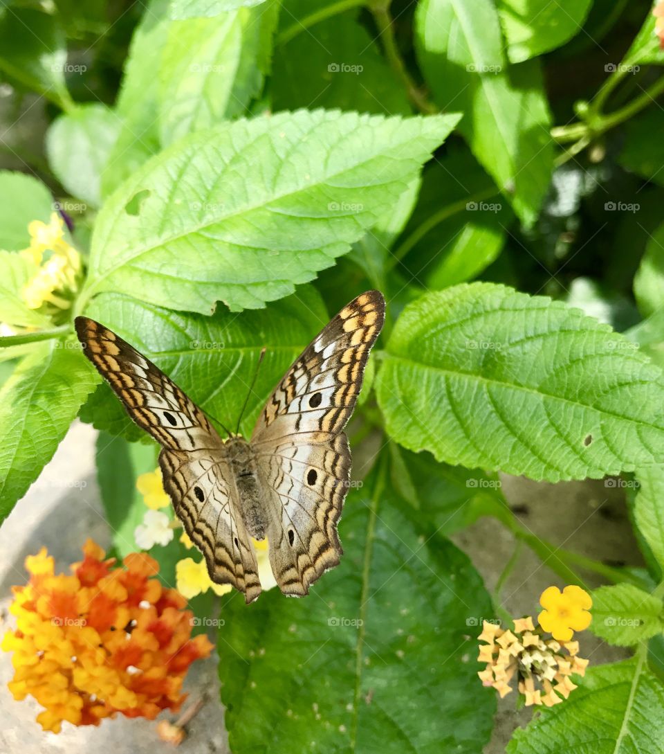 Brown, Yellow & White Butterfly