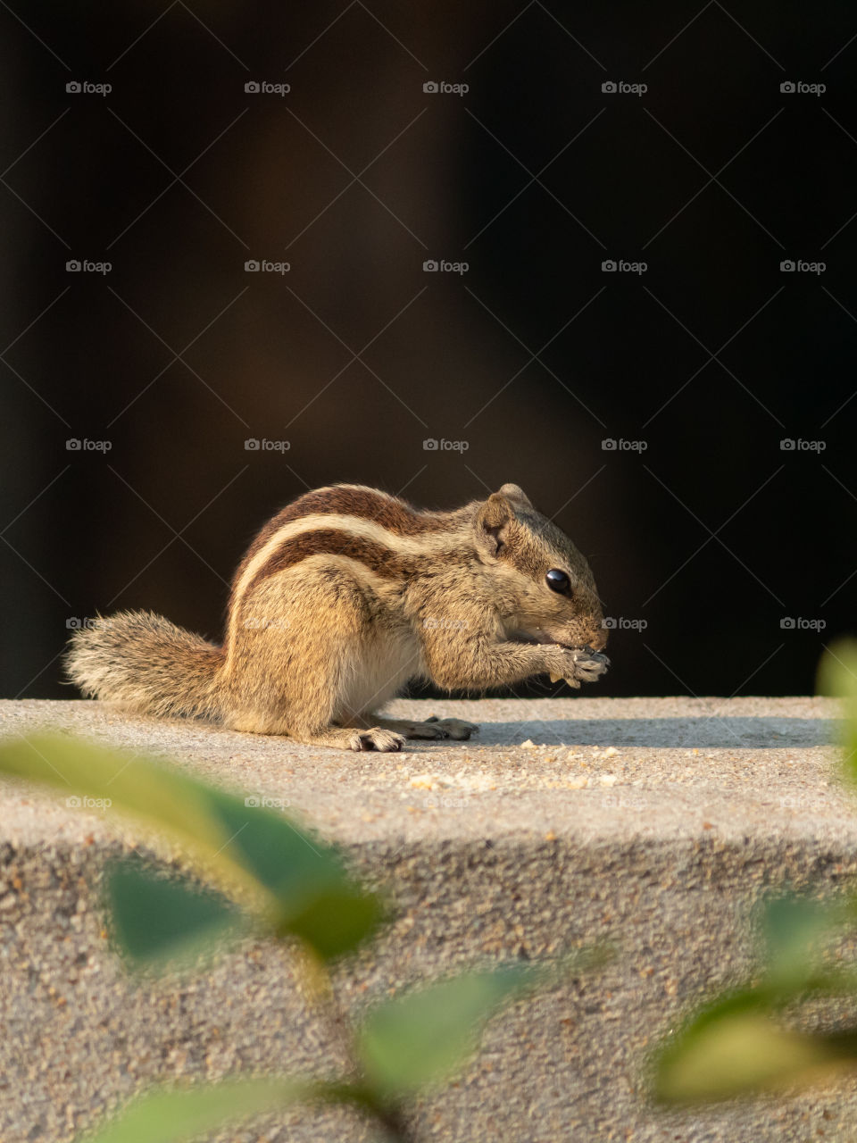 Cute Squirrel