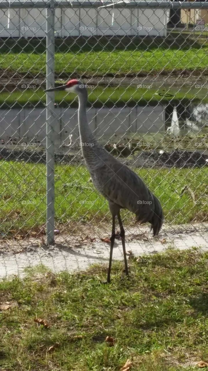 long legged crane