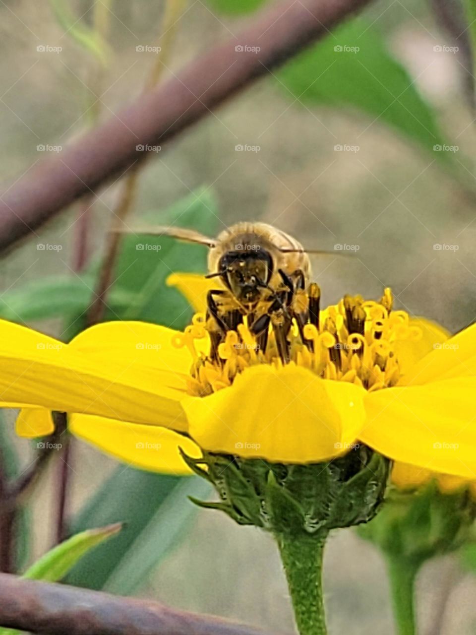 the bee and the flower