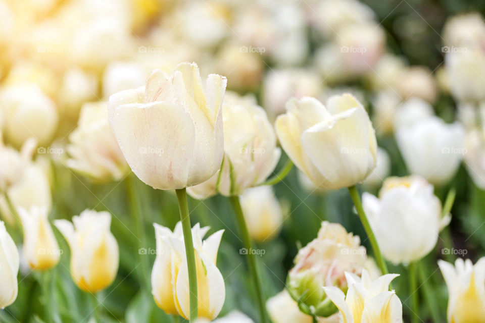 Off white pretty tulips in the garden in spring season