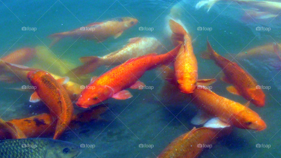 Orange fishes in the water tank of the Golden Temple.