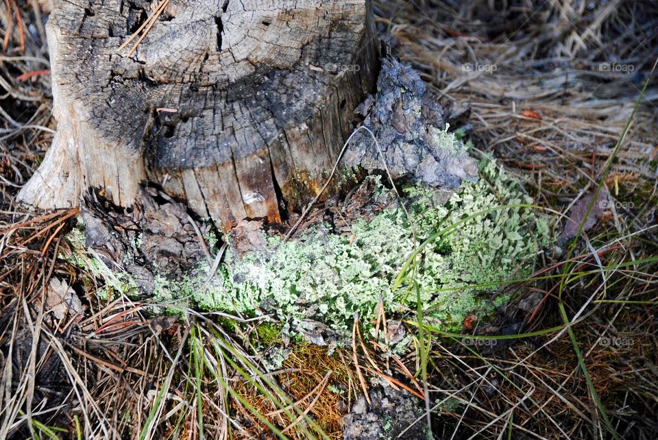 There’s a Fungus Among Us!