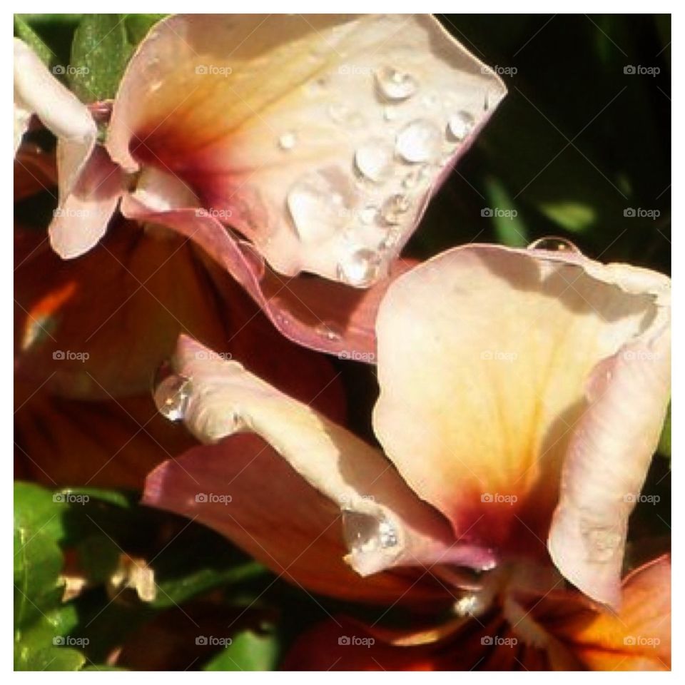 Water Droplets on Flower