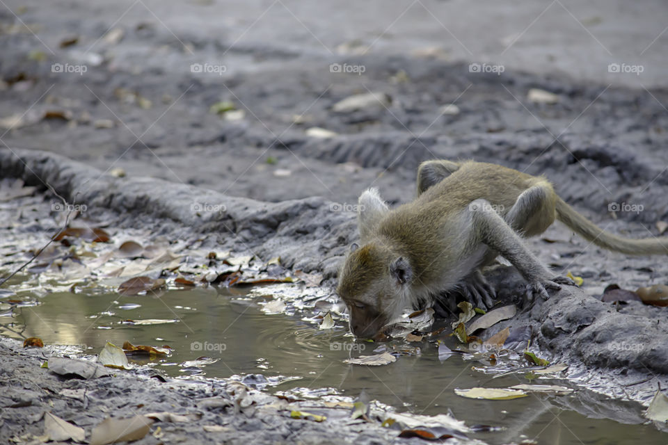 Monkey drinking water in puddles on the ground.