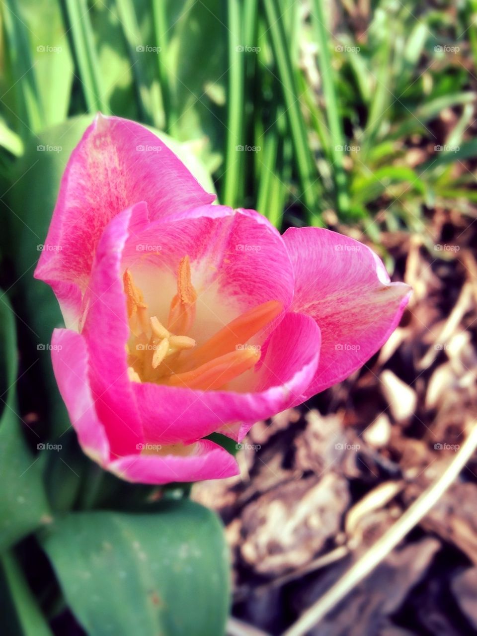 Pink Tulip