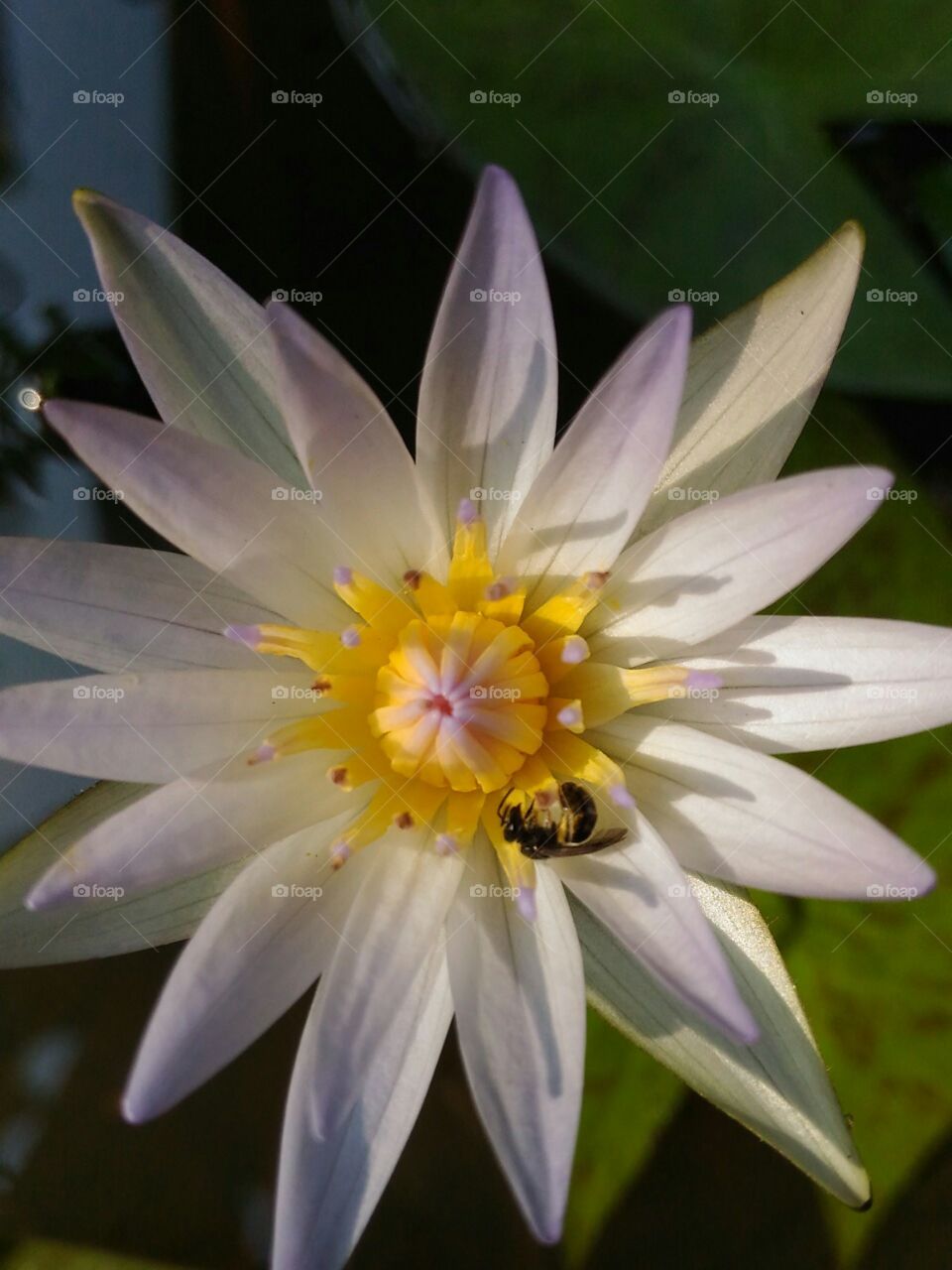 Beautiful  Water lily  and  a  Honey bee  in  this  flower