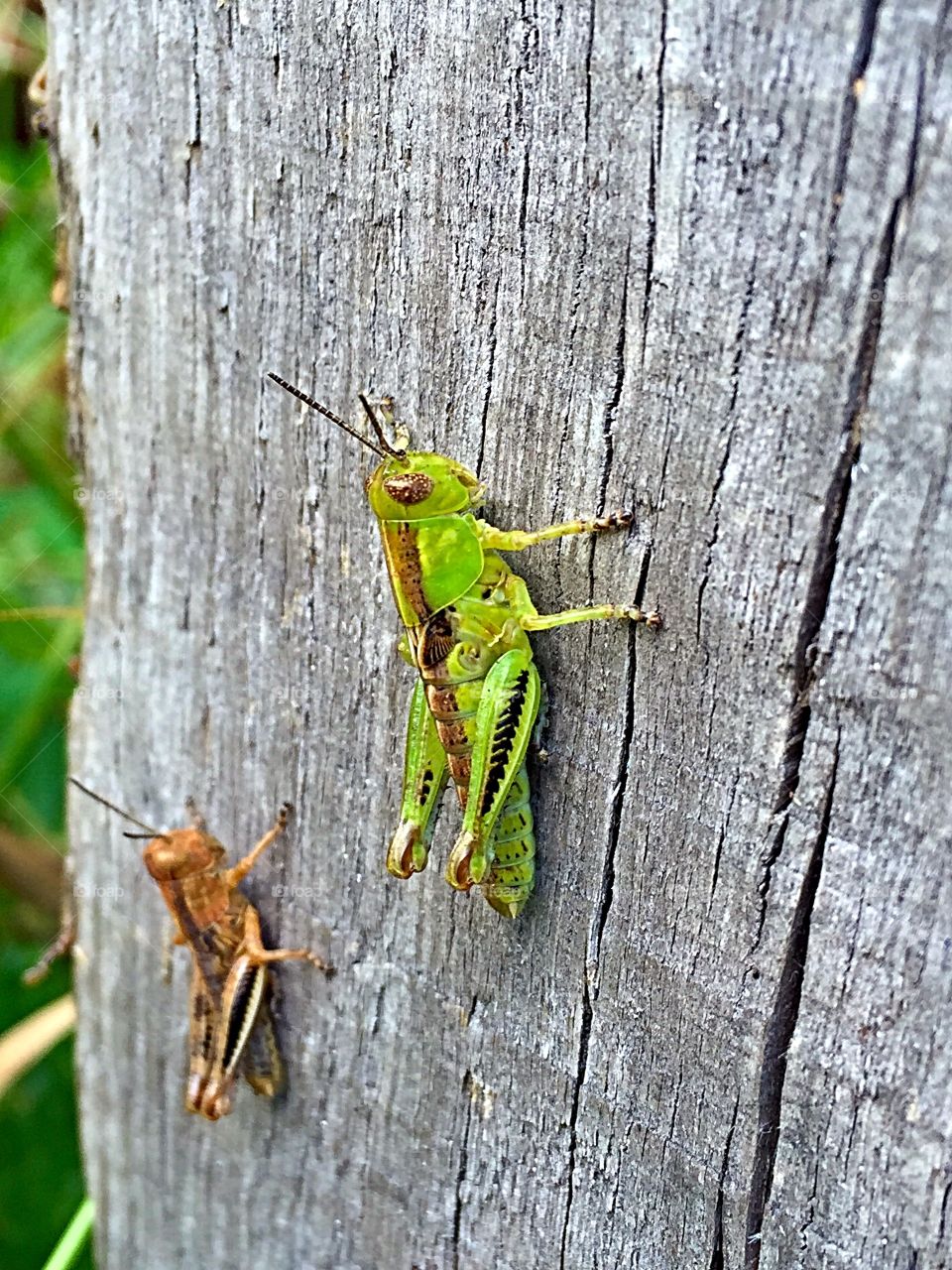 Green Grasshopper 