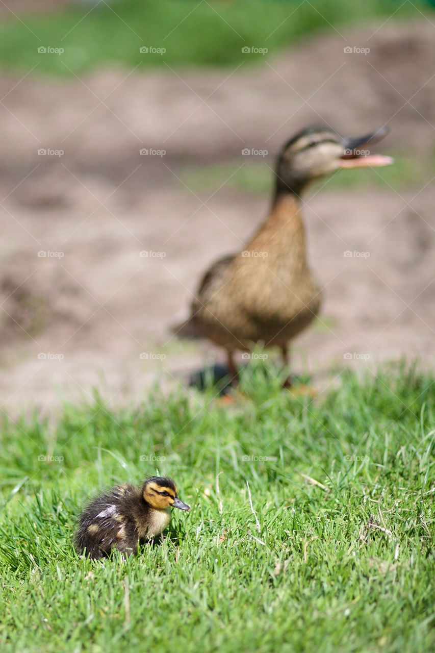 Female mallard with child