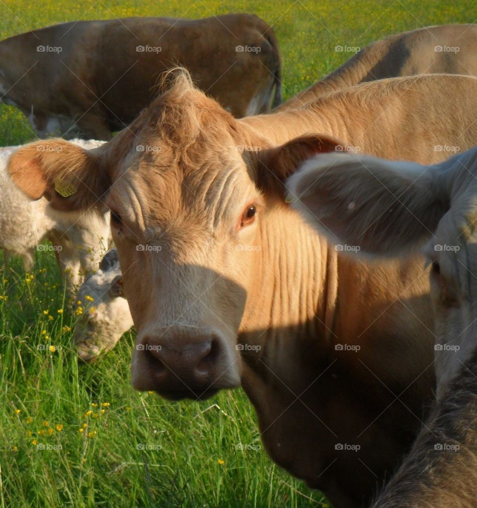 Swedish cow