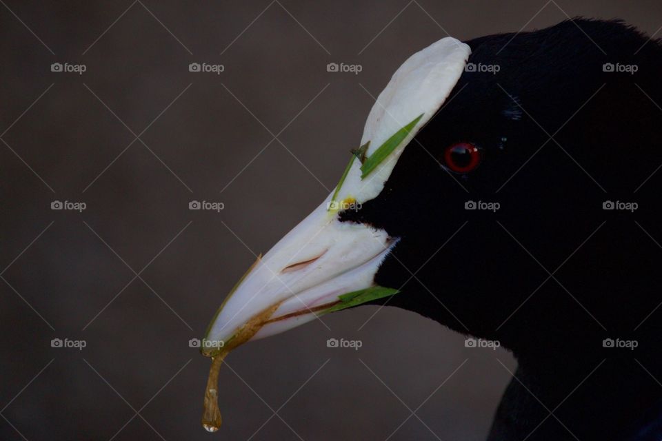 Close-Up of coot