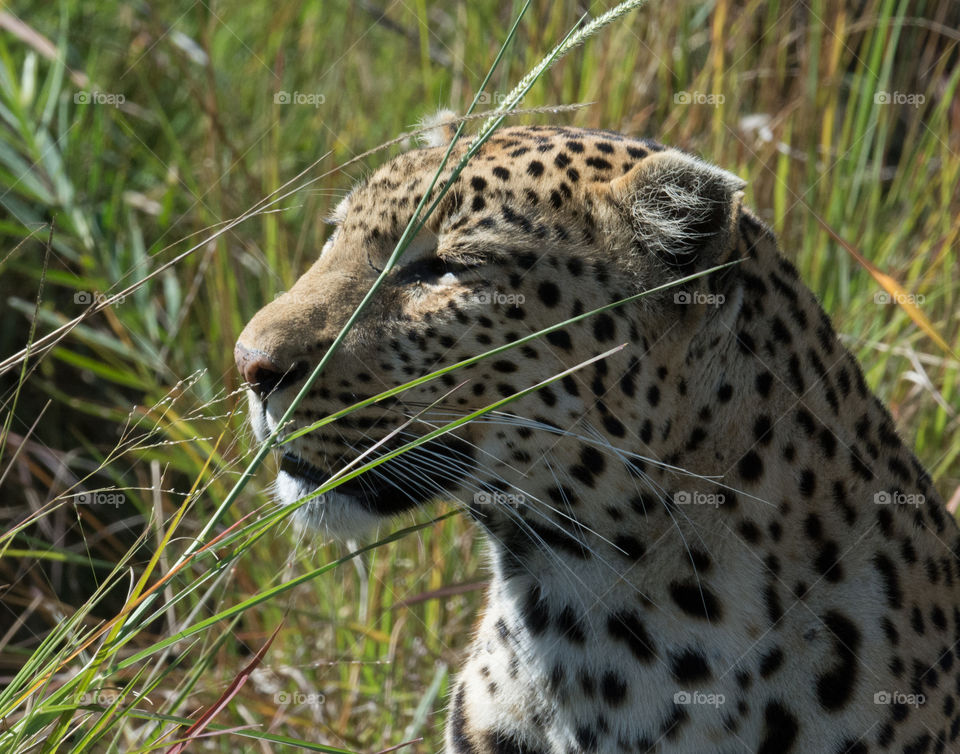 Leopard waits