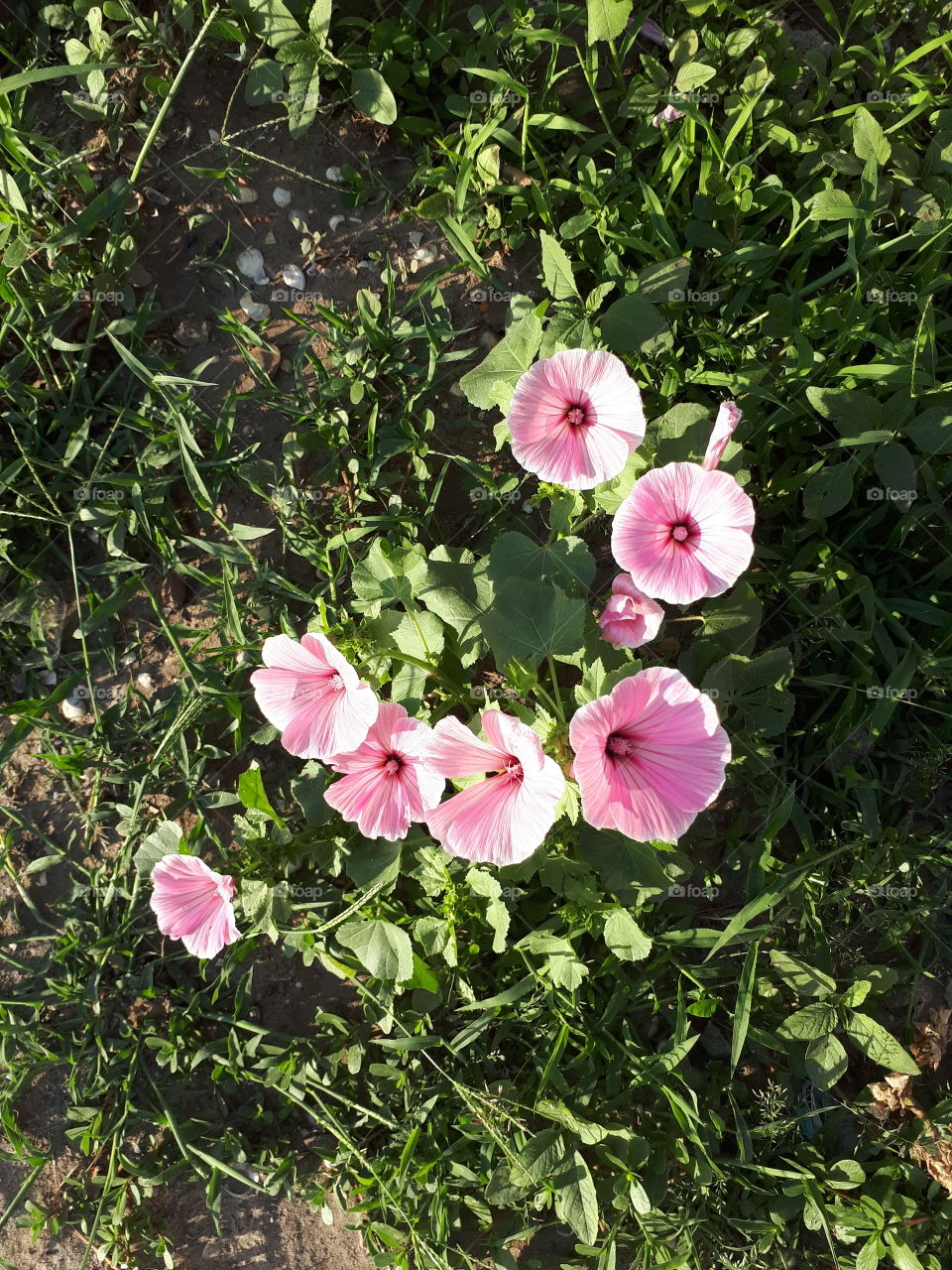 Beautiful pink flowers