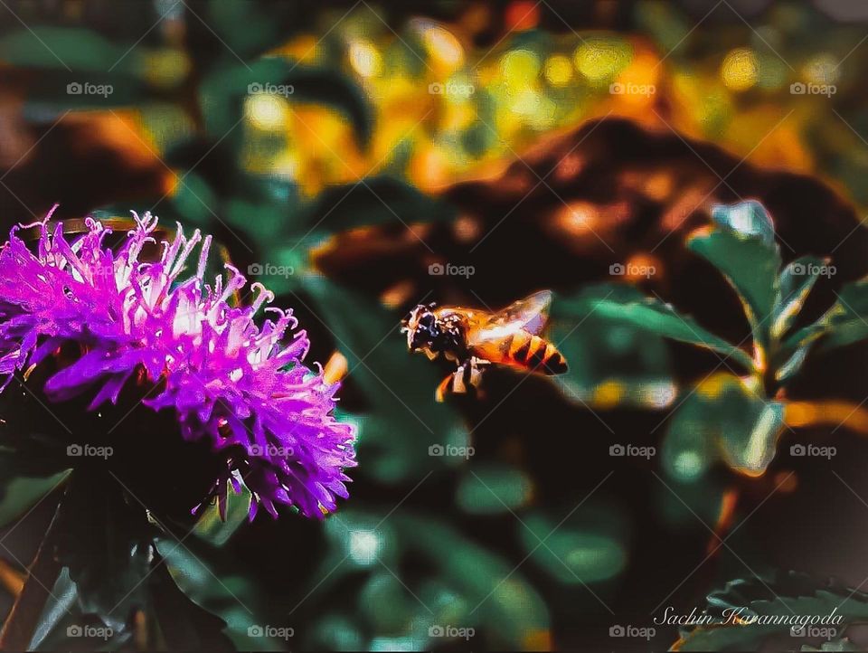 The flower doesn’t dream of the bee. It blossoms and the bee comes 