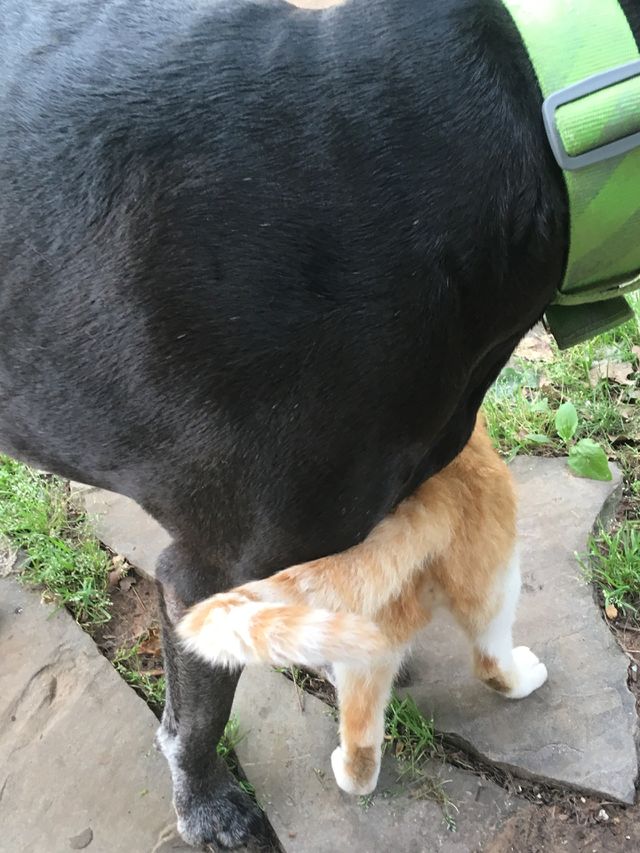 What my cat is saying to Kwanita I Love You... my cat loves his big sister the dog.