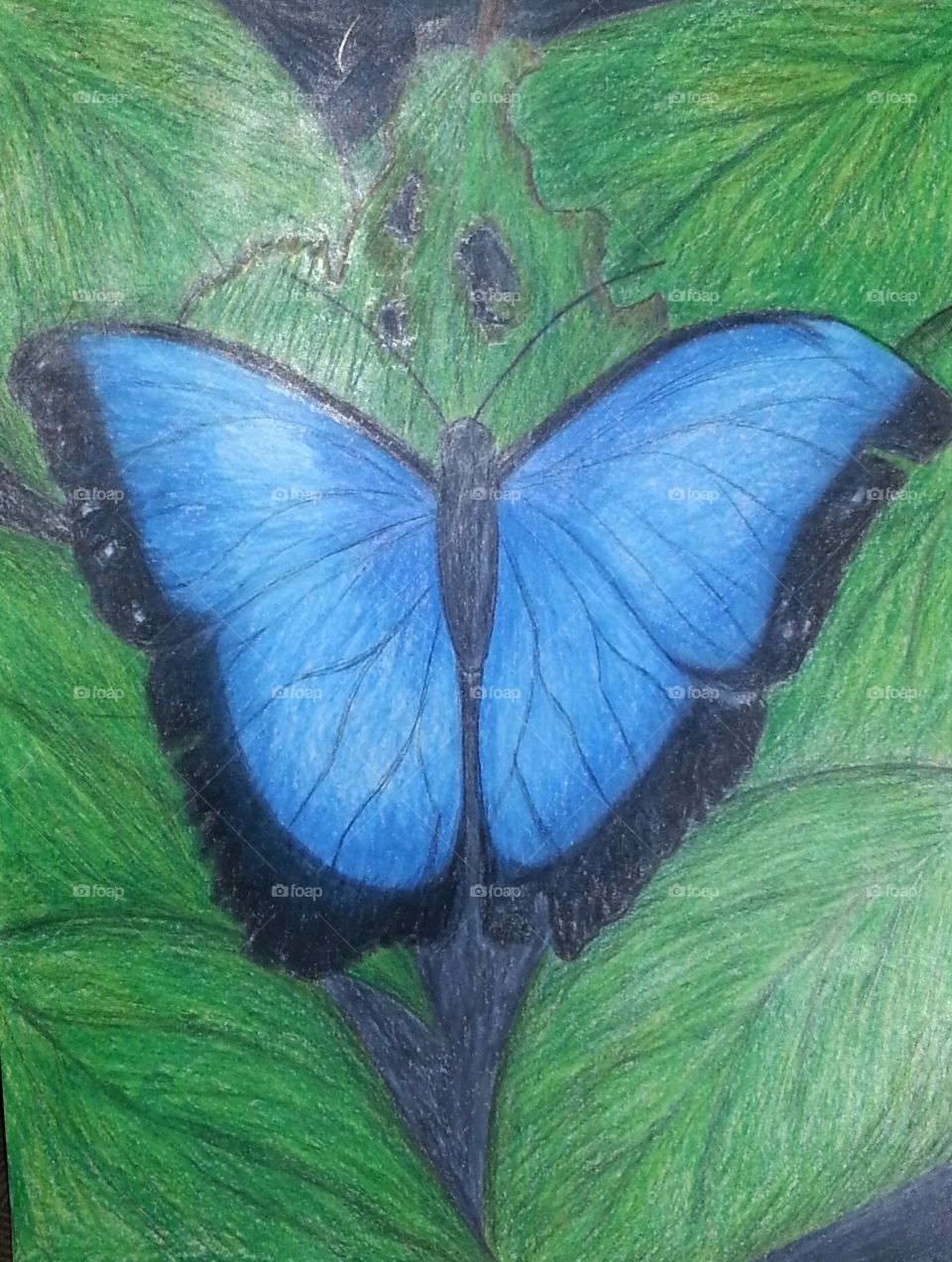 Butterfly. Hand drawn and colored with colored pencils.