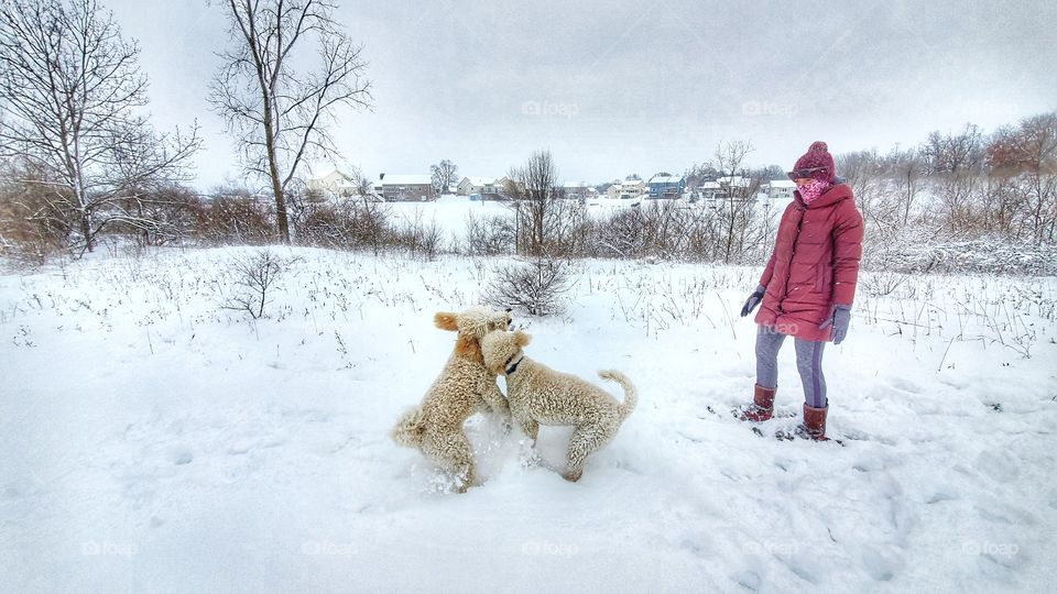dogs wrestle in snow