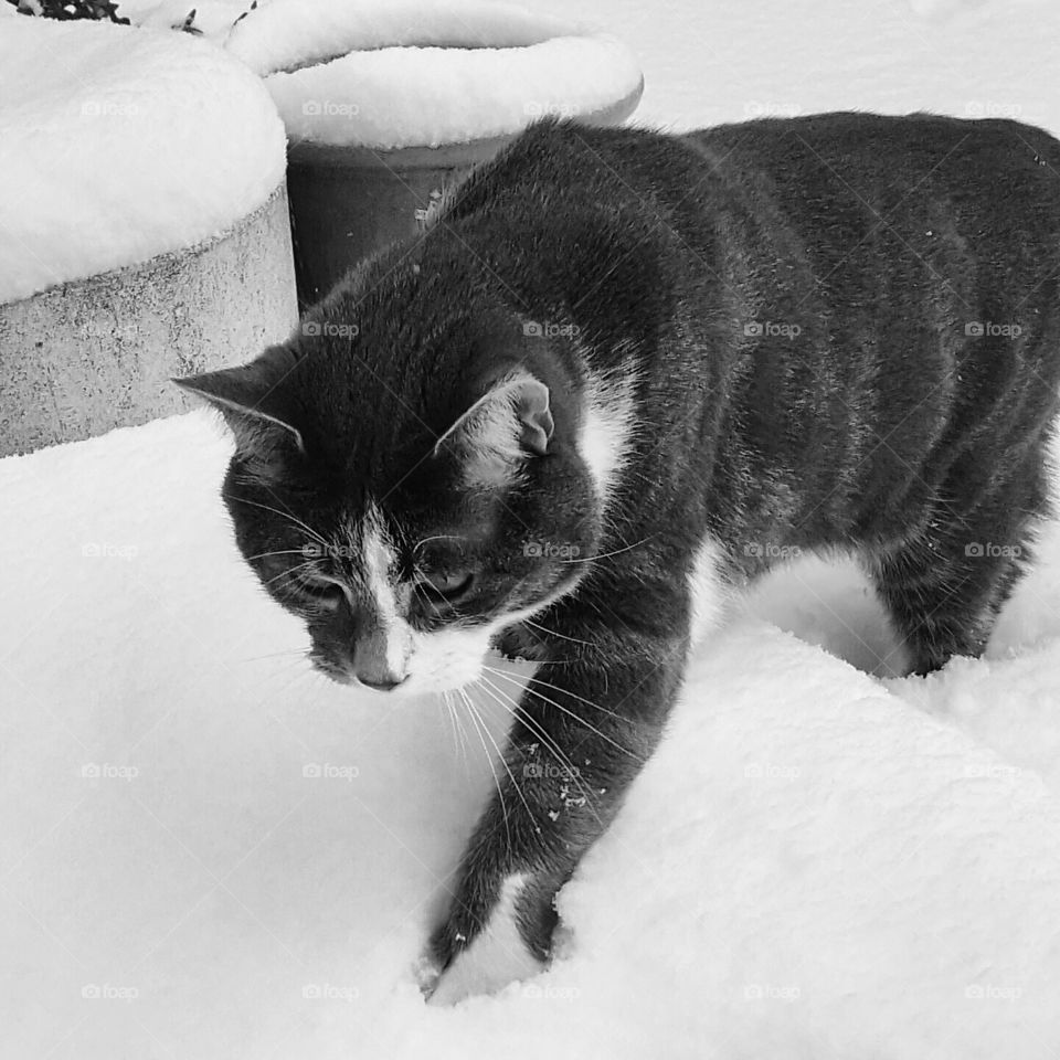 Grey and white cat exploring the snow