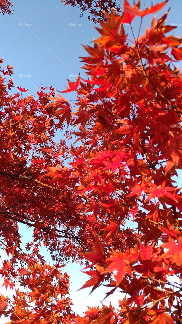 Bright red leaves