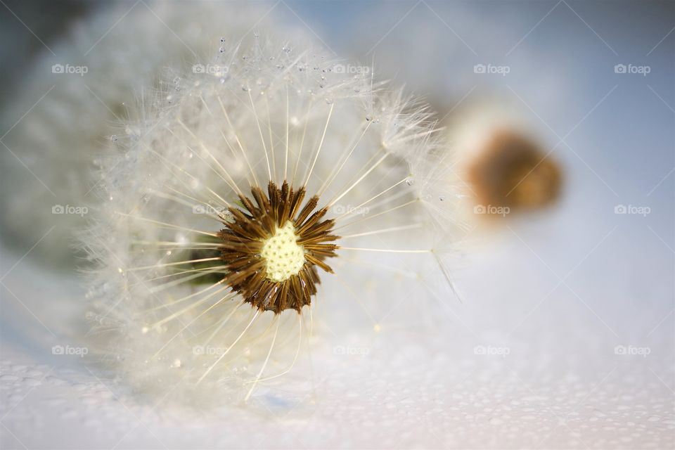 Close-up of dried dandelions