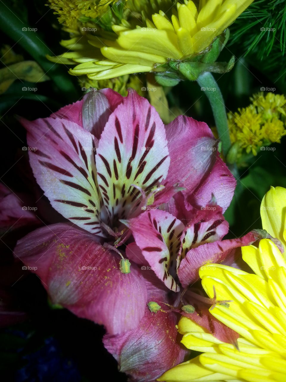Peruvian lily